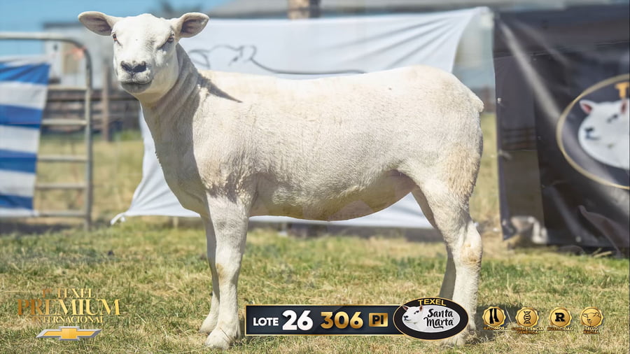Lote Borregas a remate en 1º Texel Premium Internacional, Canelones
