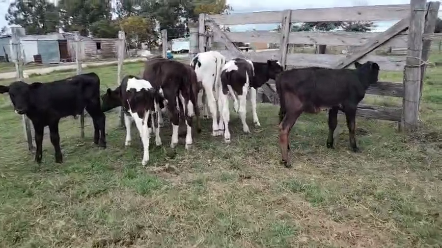 Lote 7 Terneros y Terneras a remate en Pantalla Camy, San José