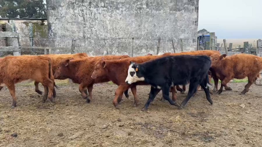Lote TERNERAS