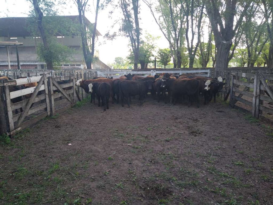 Lote 25 Vaquillonas en Gral. Lamadrid, Buenos Aires