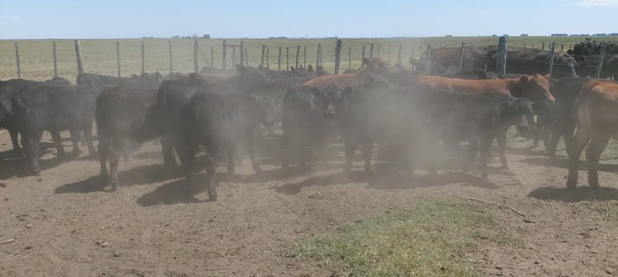 Lote 70 Terneros en Tres Arroyos, Buenos Aires