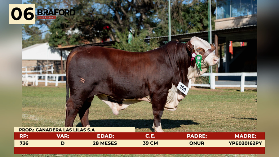 Lote LOTE 6