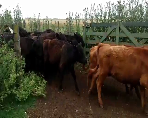 Lote 100 Terneras en Olavarría, Buenos Aires