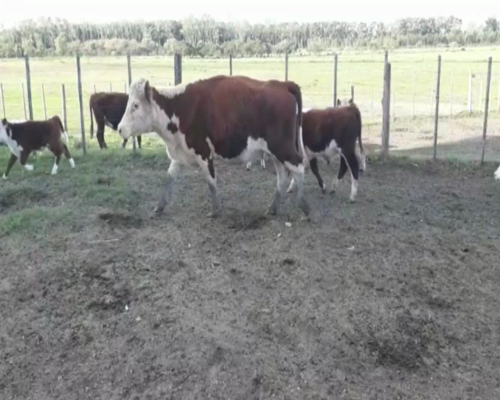 Lote Piezas de Cría