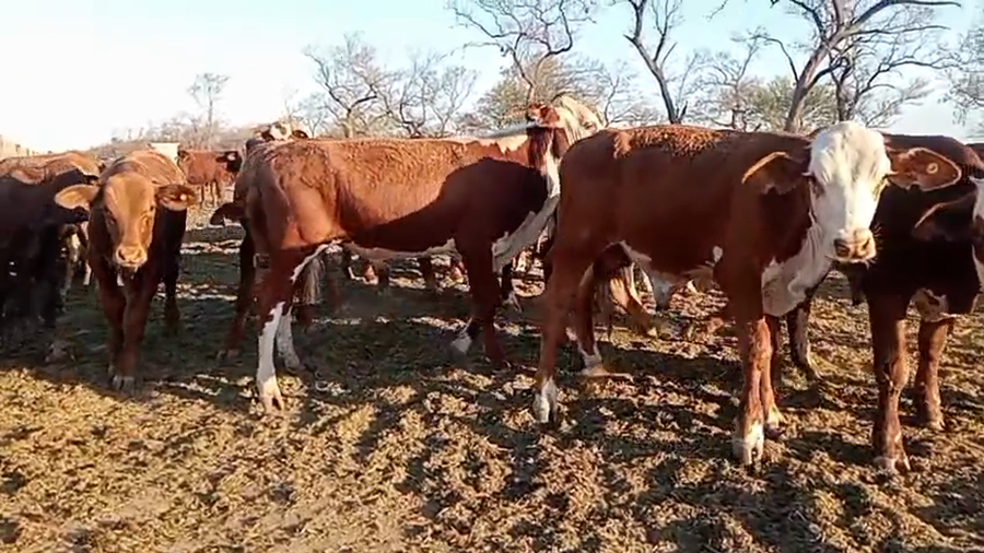 Lote 1000 Terneros/as en Salta, Anta