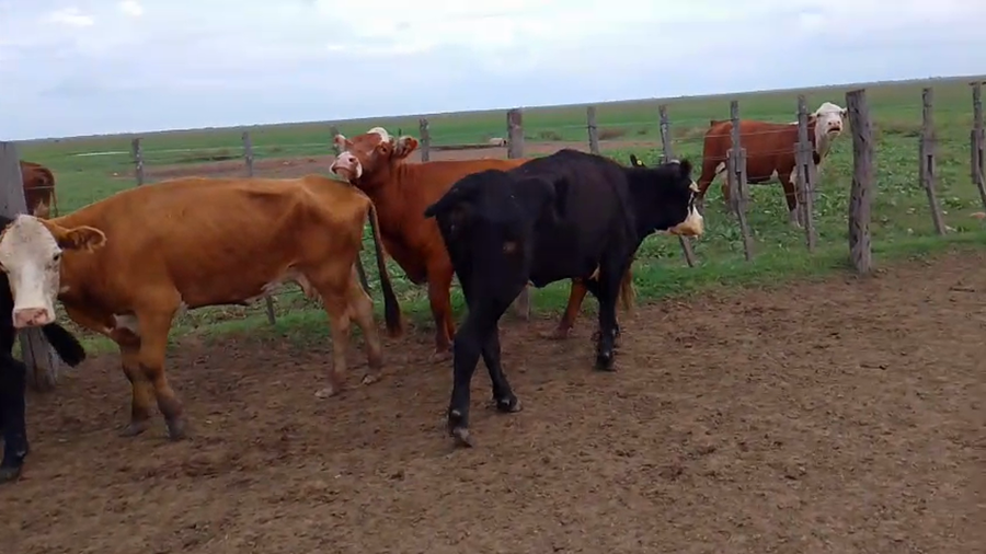 Lote 35 Vacas Conserva en Entre Ríos, Gualeguay