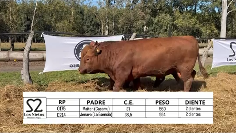 Lote TOROS ABERDEEN ANGUS "LOS NIETOS"