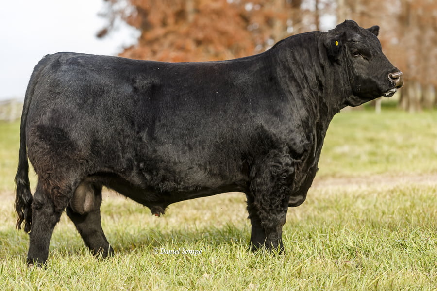 Lote Toro Puro de Pedigree Negro