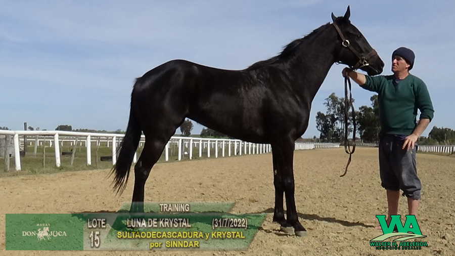 Lote LUNA DE KRYSTAL