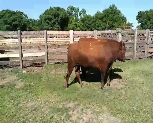 Lote 3 TORO PI en Melo, Cerro Largo