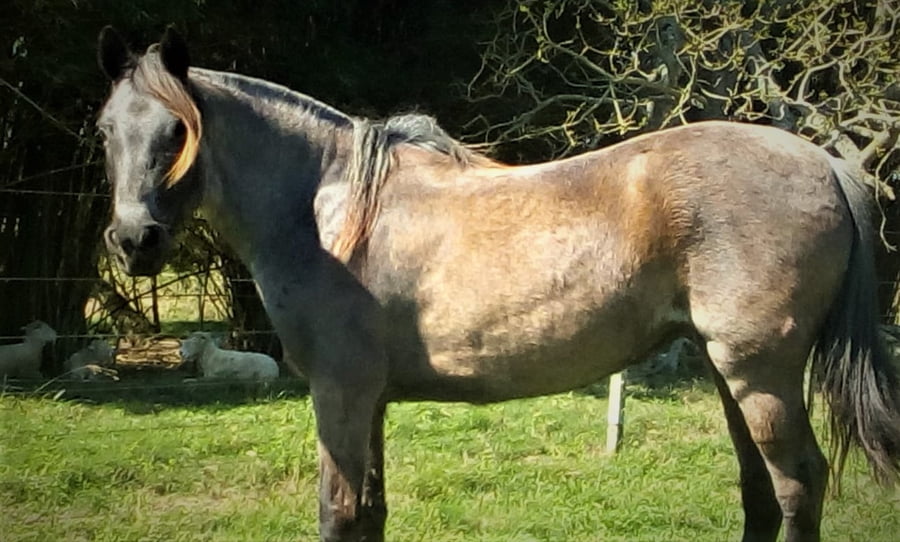 Lote Cabaña "La Picada" - RP 5 - Rebolera