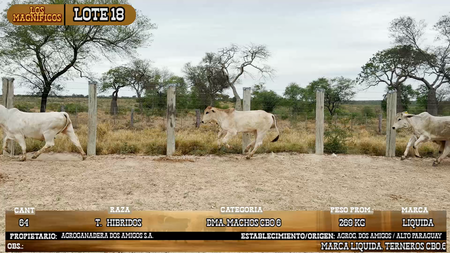 Lote LOTE 18