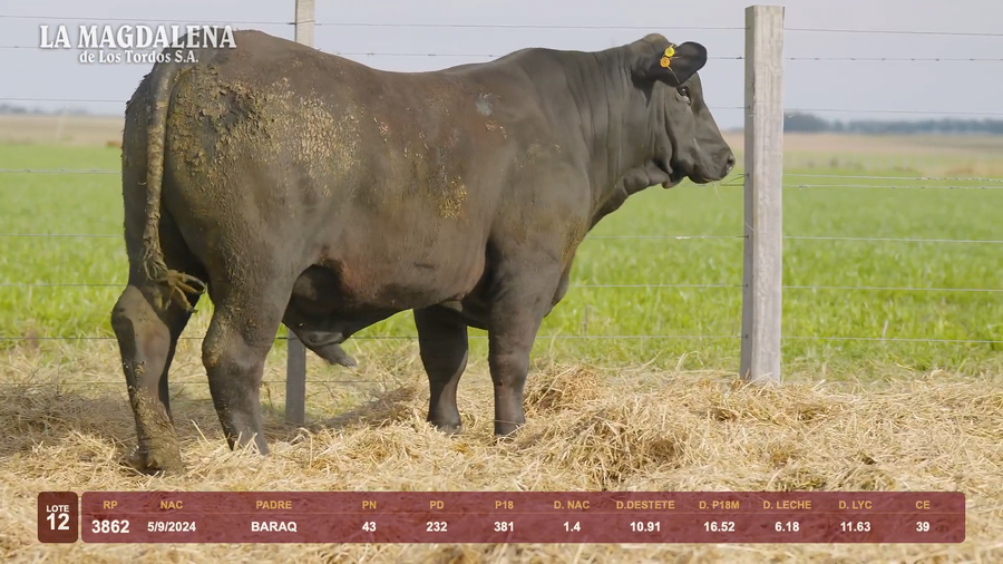Lote Lote 12 - Brangus