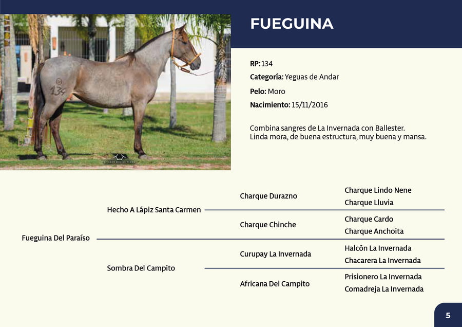 Lote RP 134 - Fueguina