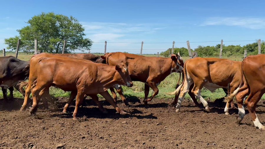 Lote 85 Novillitos en Corrientes, Saladas