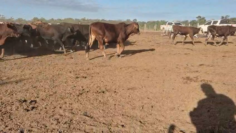 Lote 505  Novillitos