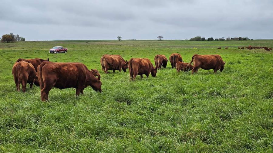 Lote 9 Vacas PC en Concepción del Uruguay, Entre Ríos