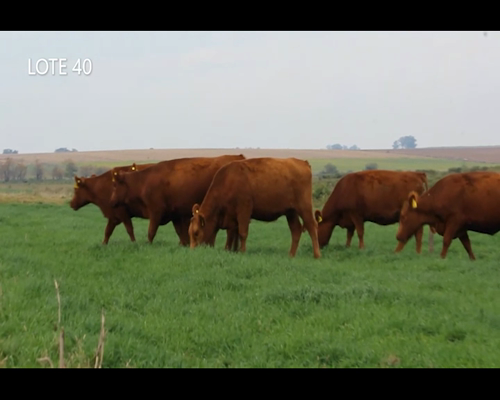 Lote CABAÑA “MALAIKA” de CabaÑa Victoria SRL VAQUILLAS PURAS CONTROLADAS COLORADAS PREÑADAS