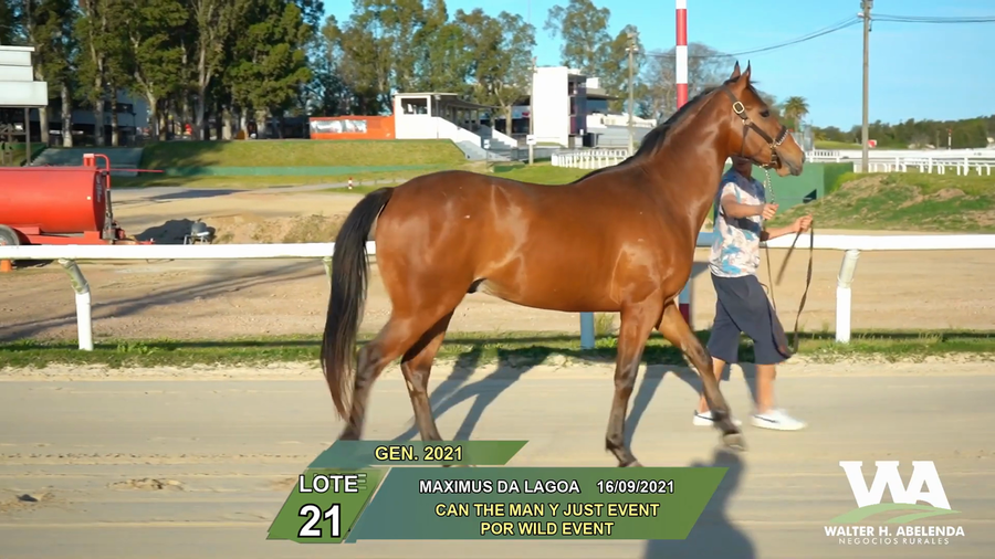 Lote MAXIMUS DA LAGOA (Brz)