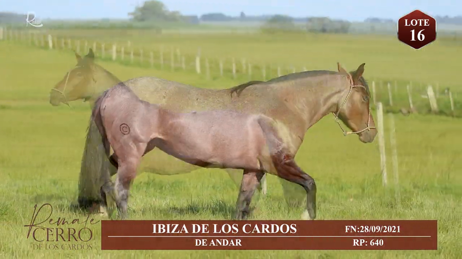 Lote IBIZA DE LOS CARDOS