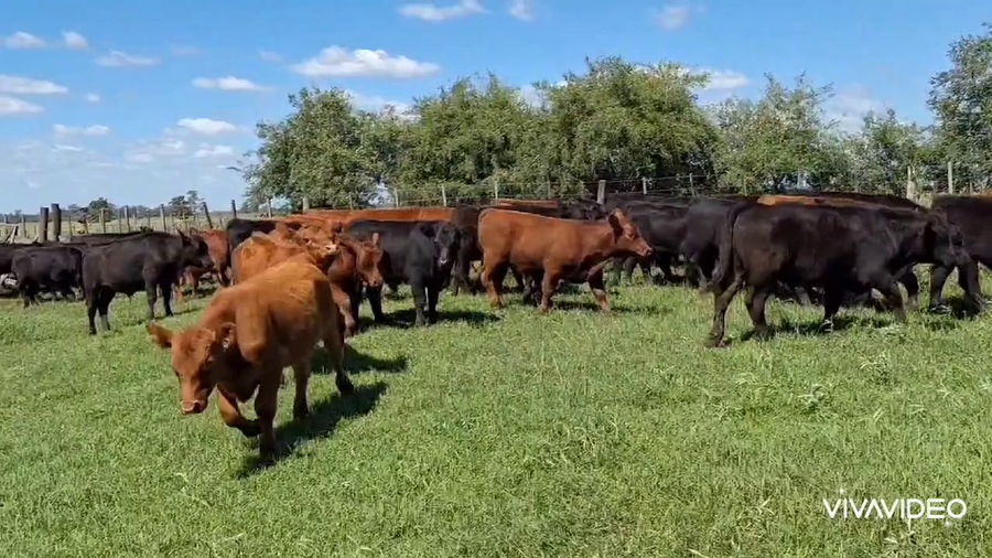 Lote 60 Terneros