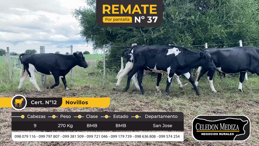 Lote 9 Novillos en San José