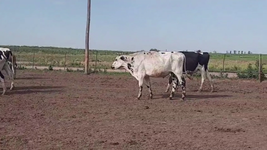 Lote 47 TERNS. MACHOS H.A., TRENQUE LAUQUEN, BS. AS.