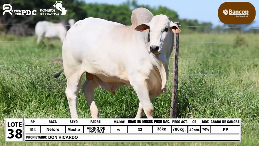 Lote Lote 38