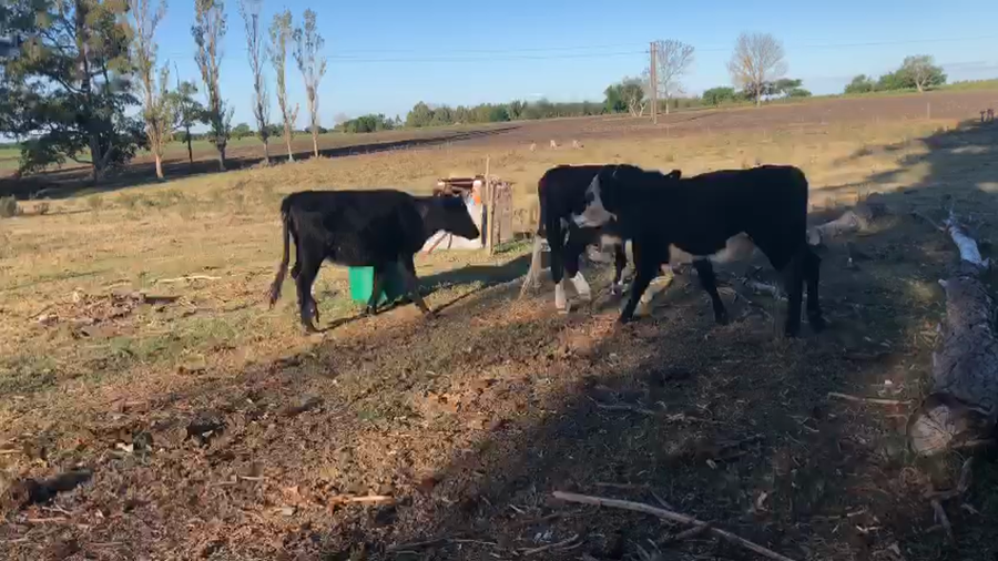 Lote 3 Terneras cruza, hereford , angus