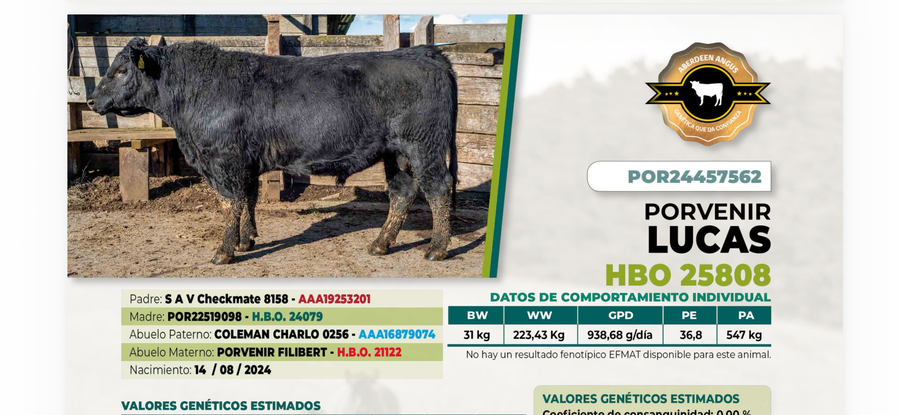 Lote 1 Toro LUCAS DIIO 7562