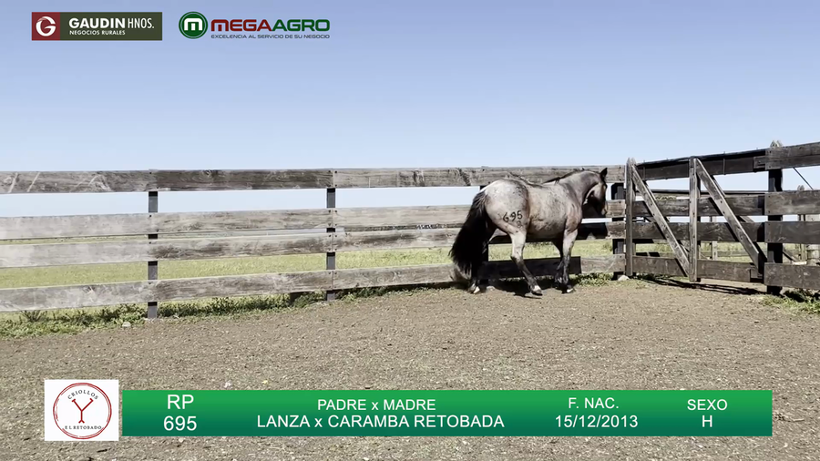 Lote Potranca a remate en 3° REMATE ANUAL CABAÑA DON ROBERTO, Salto