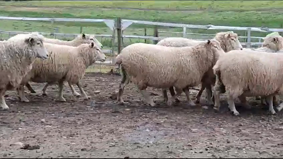 Lote (Vendido)13 Ovejas a remate en #35 Pantalla Carmelo 60kg -  en BARKER