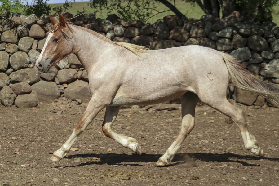 Lote AGUAS CLARAS ONZA