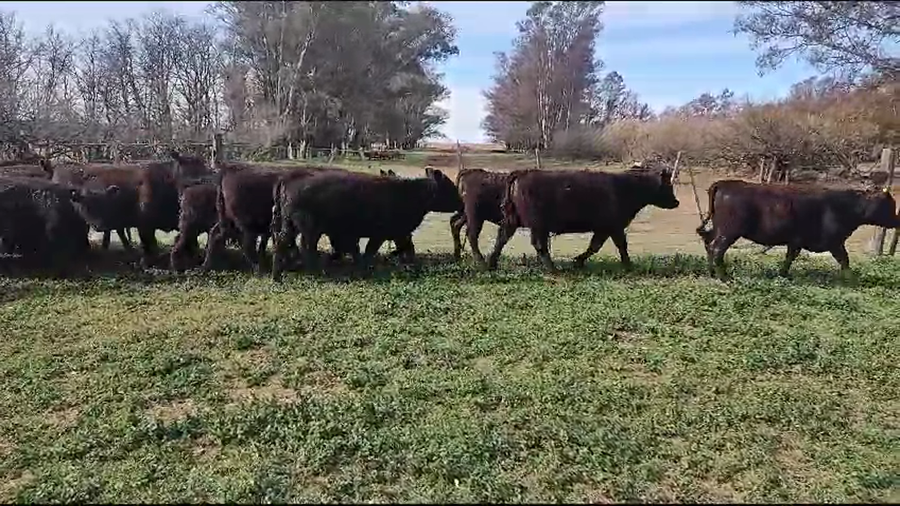 Lote Terneros/as en Espartillar, Buenos Aires