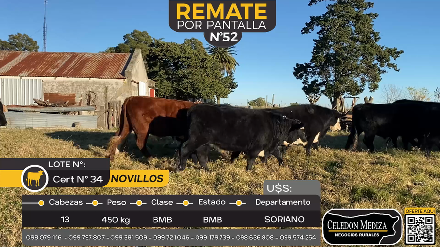 Lote 13 Novillos en Cuchilla del Perdido, Soriano