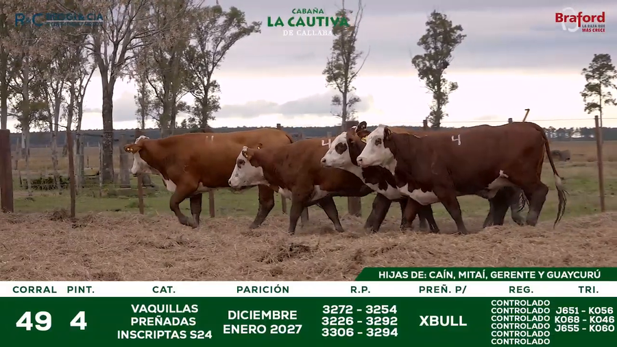 Lote VAQUILLAS BRAFORD  CONTROLADAS PREÑADAS POR IATF 18  Meses. Cabaña La Cautiva