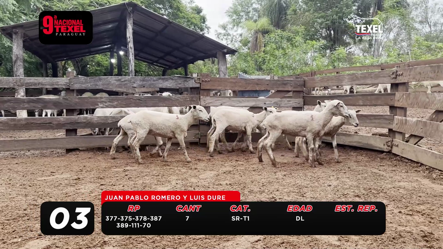 Lote LOTE 3- POR PANTALLA