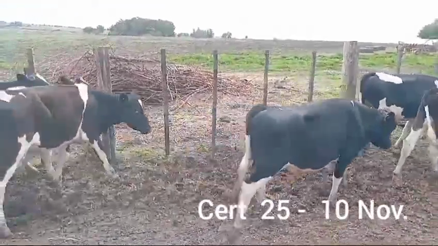 Lote 10 NOVILLOS HOLANDO
