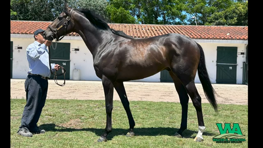 Lote NIPPY DAY (Arg)