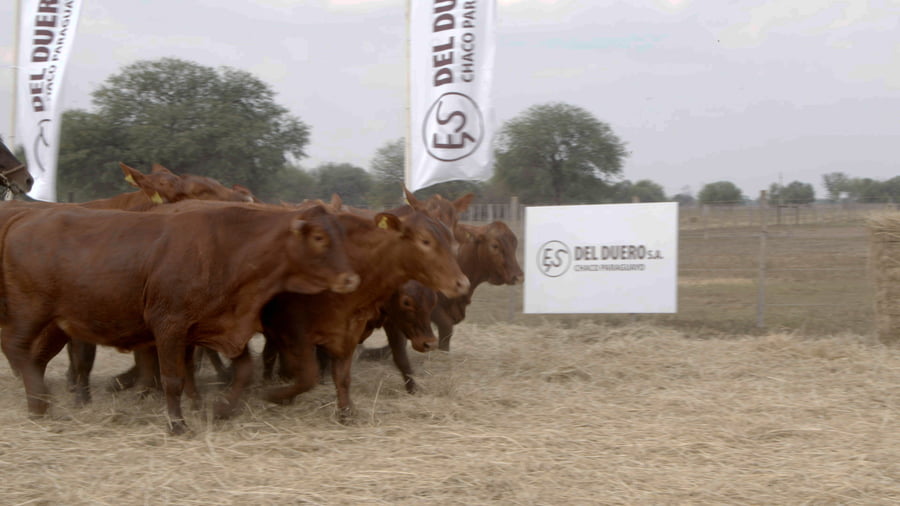 Lote Vaquillas CBO. 1 PREÑADAS