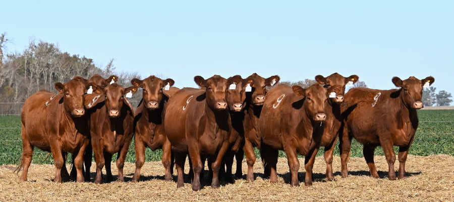 Lote VAQUILLONA ANGUS PC PRIMAVERA