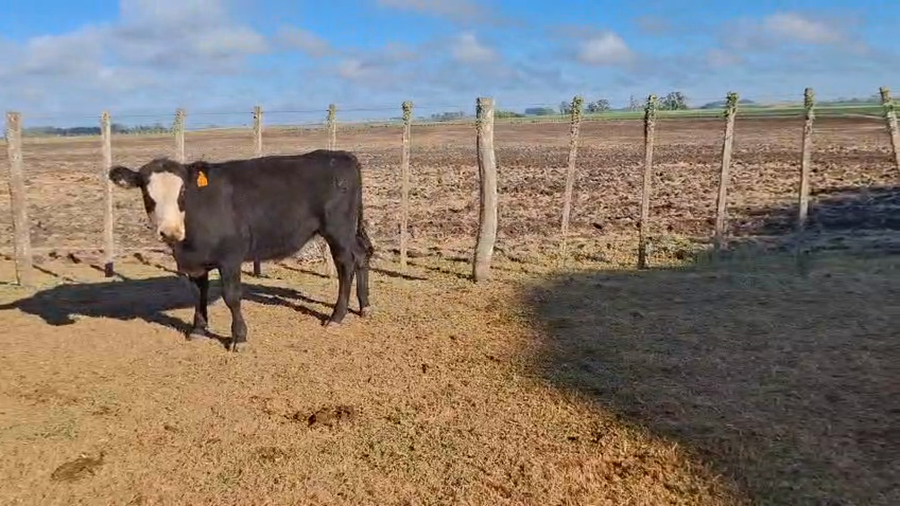 Lote Terneros angus y cruza hereford