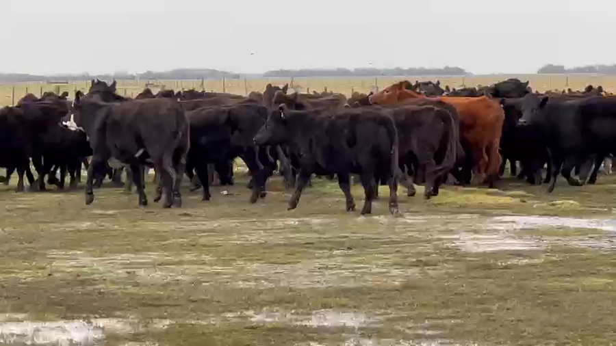 Lote 80 Vaquillonas C/ gtia de preñez en Dolores, Buenos Aires