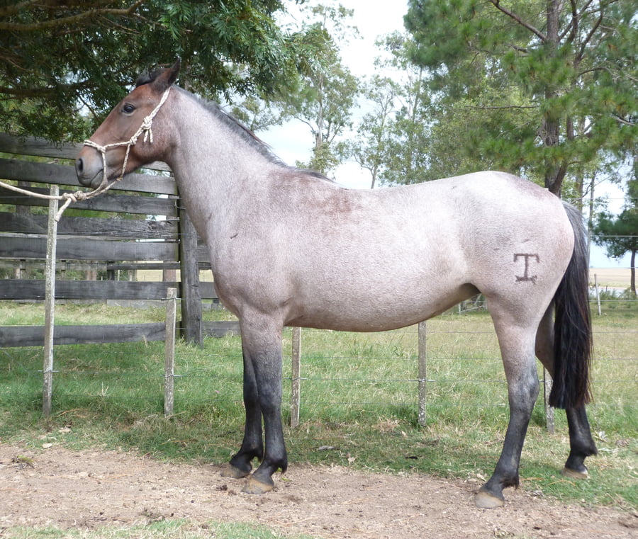 Lote LANITA ESCONDIDA