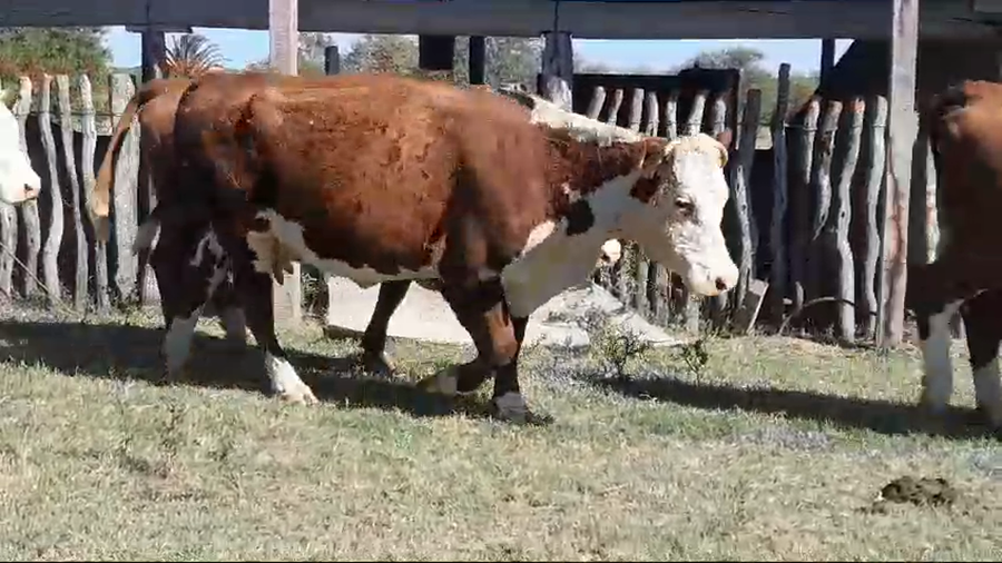 Lote 27 Vacas usadas preñadas en Corrientes, Curuzú-Cuatiá