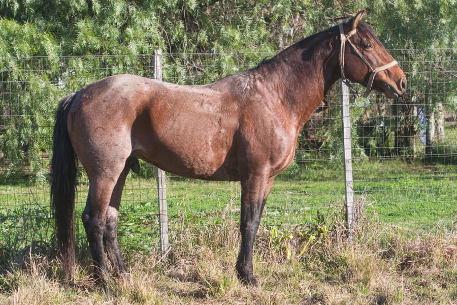 Lote TOPADOR DEL CENCERRO