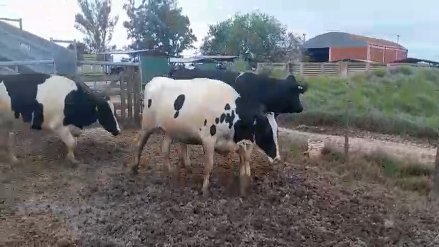 Lote 8 Vaquillonas preñadas Holando Argentino en Plaza Luxardo, Córdoba