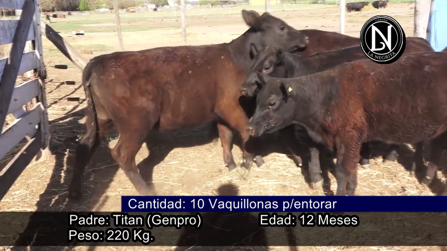 Lote VAQUILLONAS P./SERVICIO