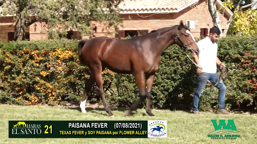 Lote PAISANA FEVER