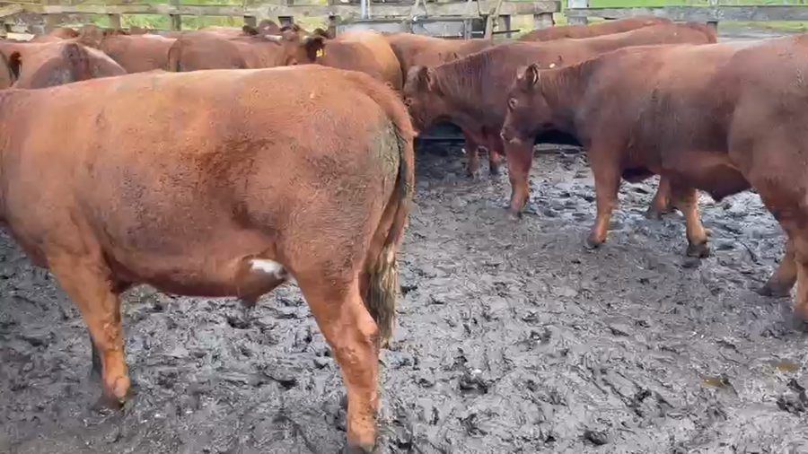 Lote 45 Novillo Engorda en Coyhaique, XI Región Aysén